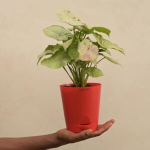 Syngonium Confetti Indoor Plant