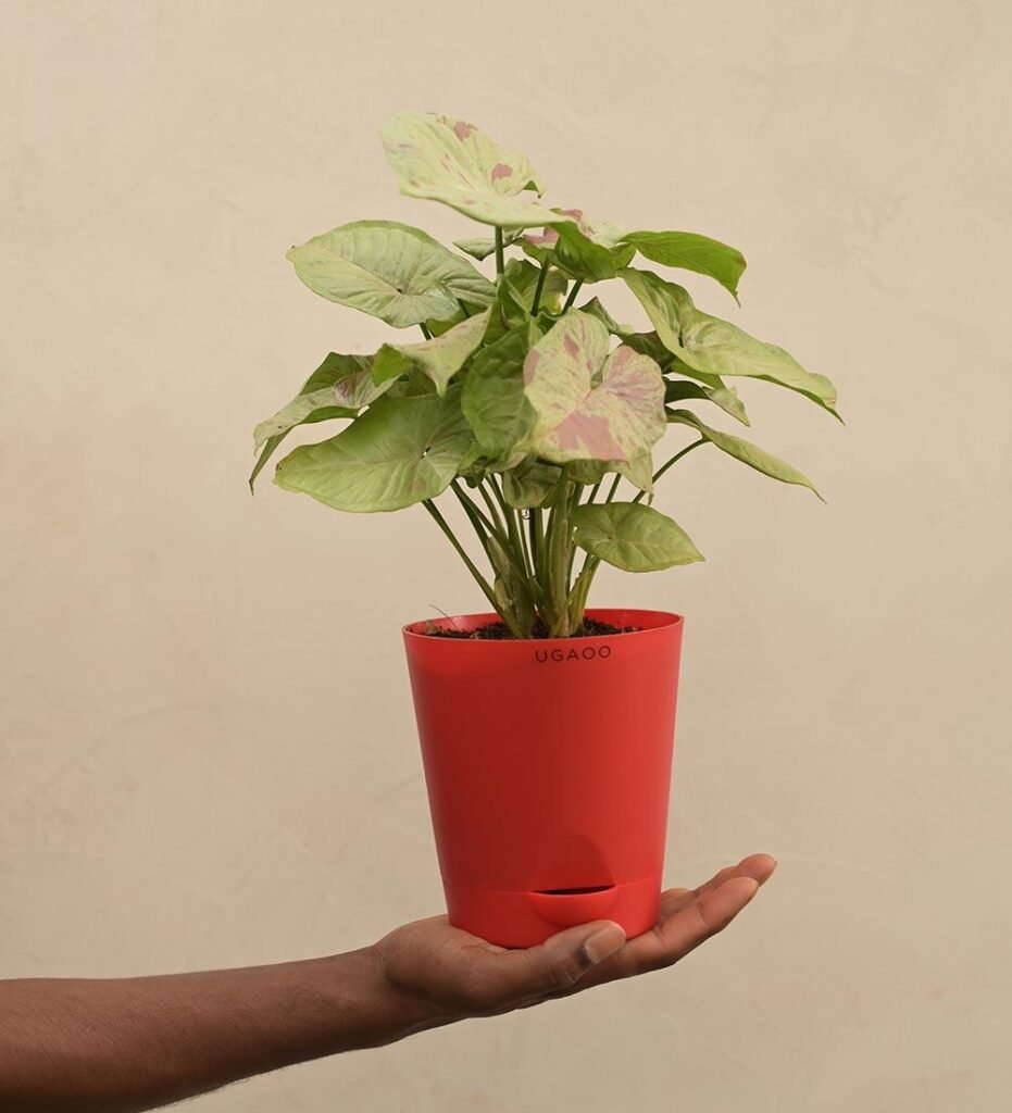 Syngonium Confetti Indoor Plant